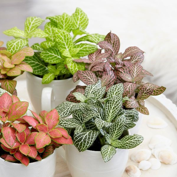 Fittonia mix | Houseplant