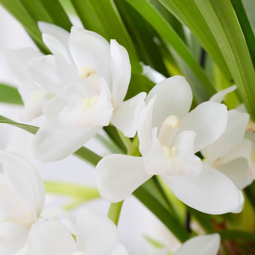 <i>Cymbidium</i> <b class=small-caps>Sarah Jean</b> ('Ice Cascade') | Orchid