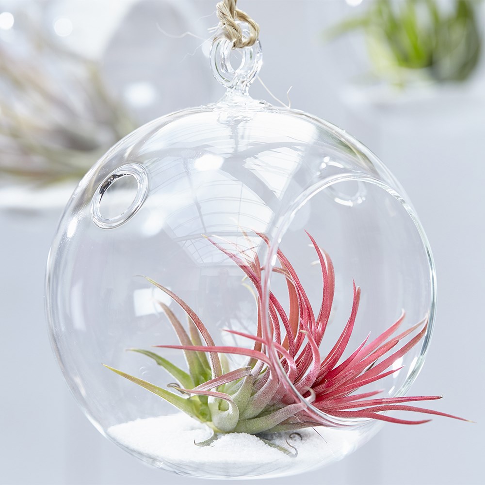 air plant - <i>Tillandsia ionantha</i>