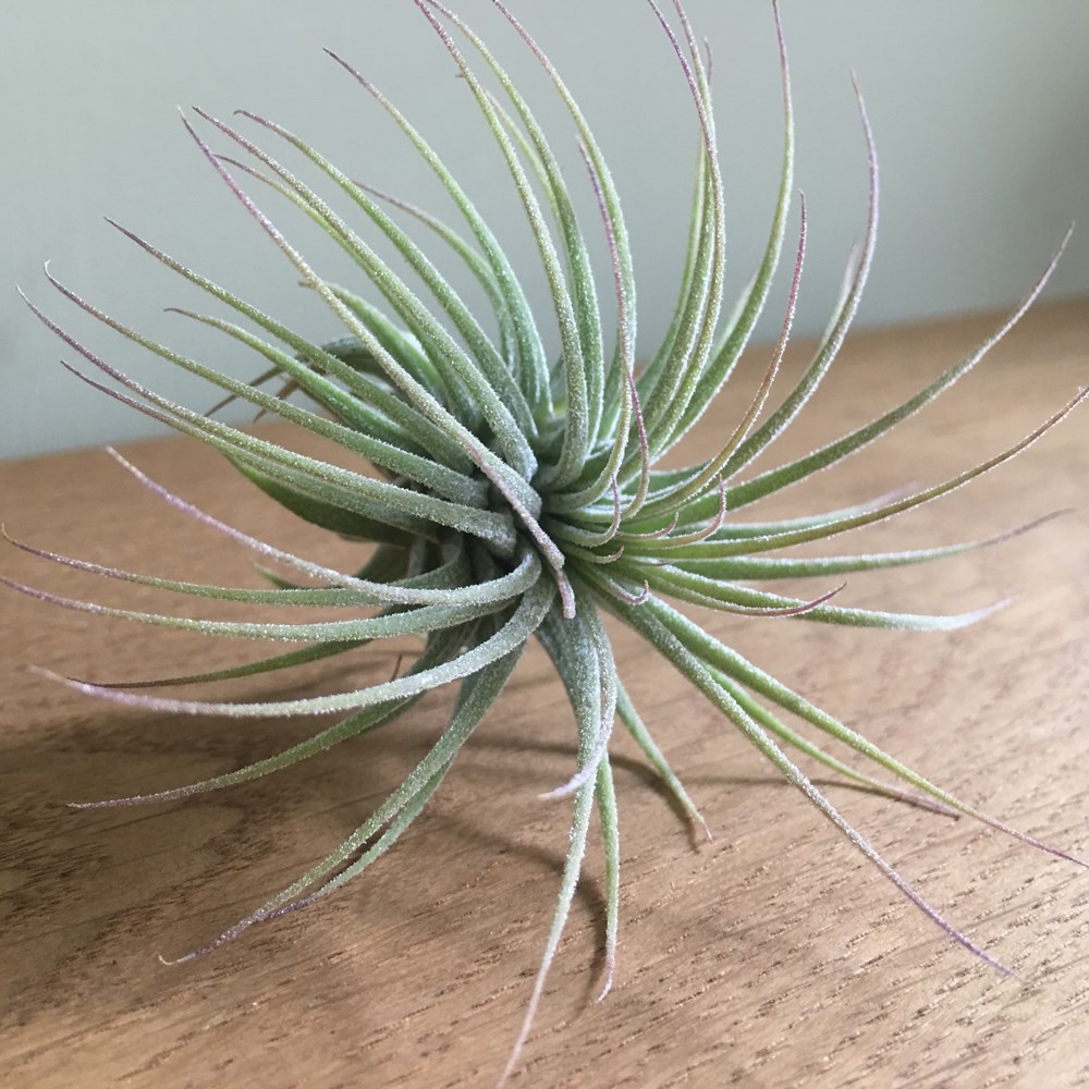 air plant - <i>Tillandsia ionantha</i>