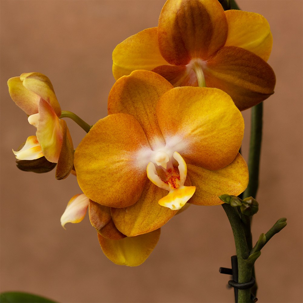 Phalaenopsis Las Vegas | Orchid