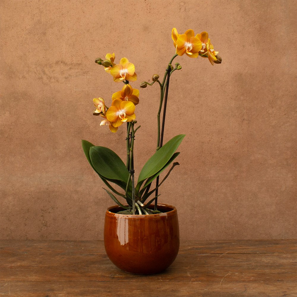 Phalaenopsis Las Vegas | Orchid