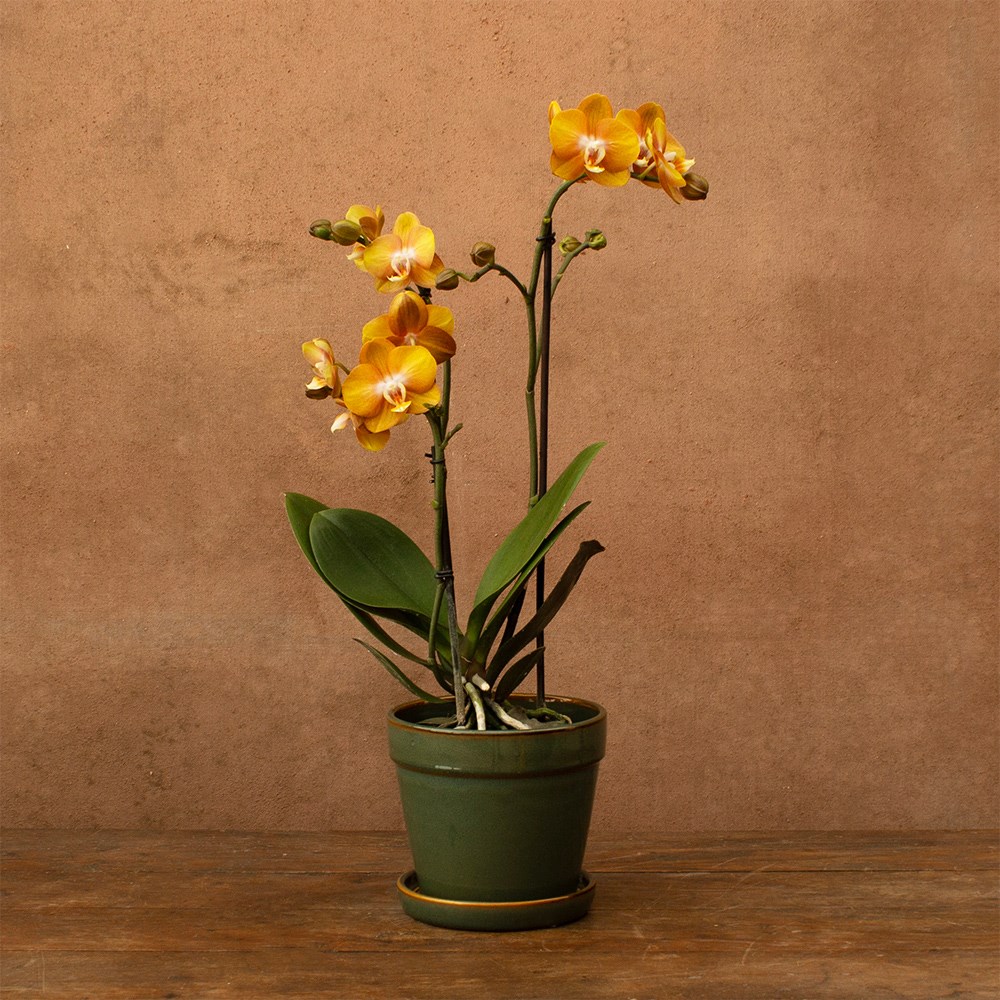 Phalaenopsis Las Vegas | Orchid
