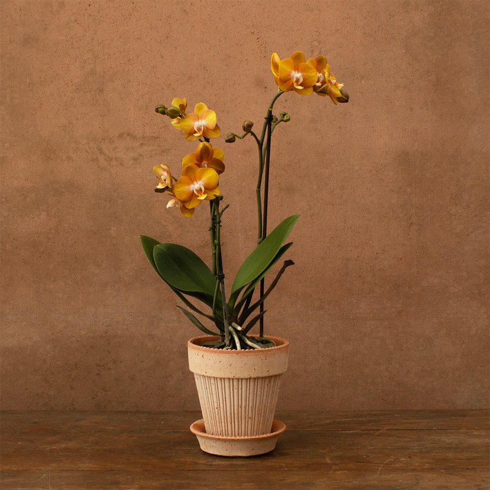 Phalaenopsis Las Vegas | Orchid