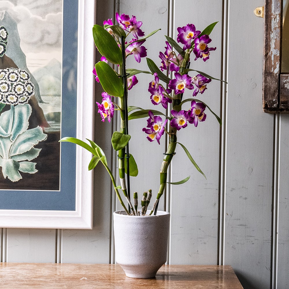 <i>Dendrobium</i> <b class=small-caps>Comet King</b> ('Akatsuki') (PBR) | Orchid