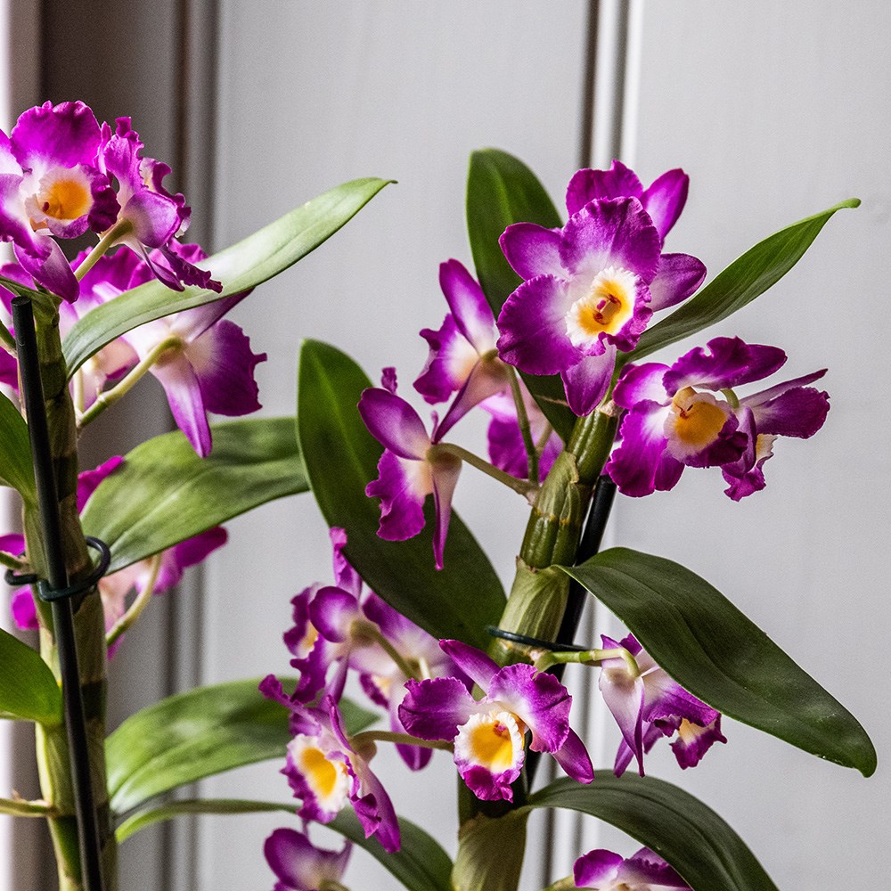 <i>Dendrobium</i> <b class=small-caps>Comet King</b> ('Akatsuki') (PBR) | Orchid
