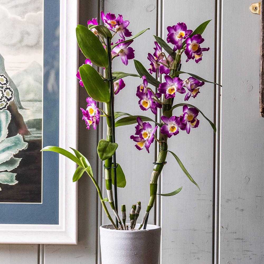 <i>Dendrobium</i> <b class=small-caps>Comet King</b> ('Akatsuki') (PBR) | Orchid