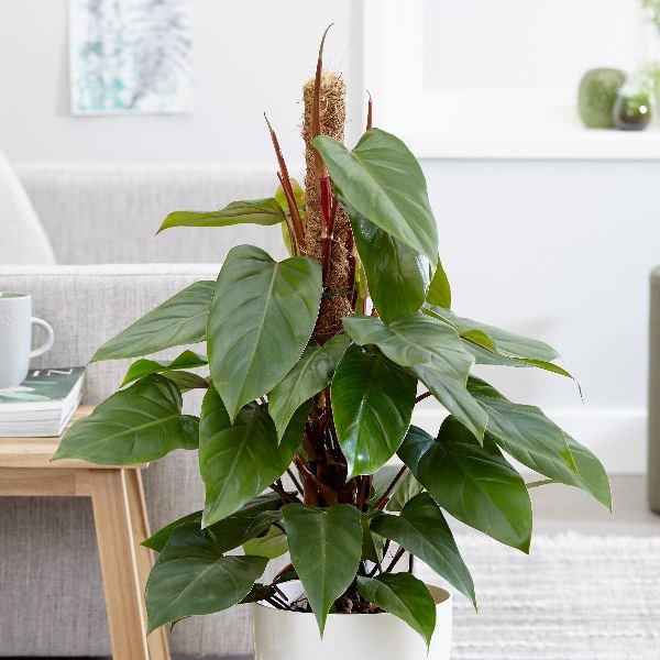 <i>Philodendron erubescens</i> 'Red Emerald'