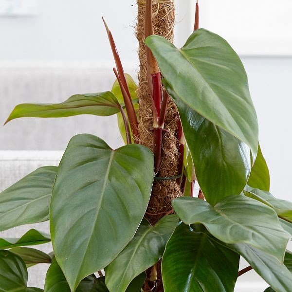 <i>Philodendron erubescens</i> 'Red Emerald'