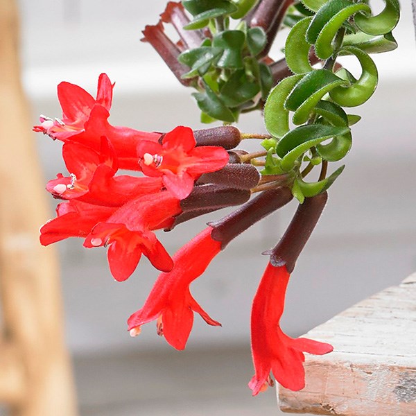 <i>Aeschynanthus</i> 'Twister'