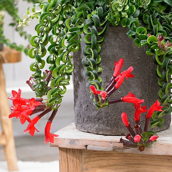 <i>Aeschynanthus</i> 'Twister'