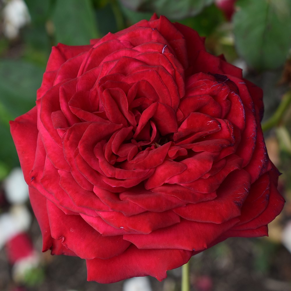 <i>Rosa</i> <b class=small-caps>Loving Memory</b> ('Korgund81') | Hybrid Tea Bush Rose