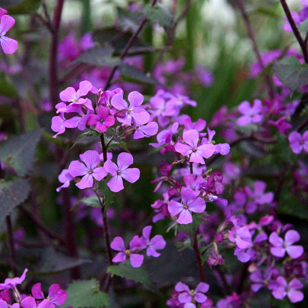 <i>Lunaria annua</i> 'Chedglow'