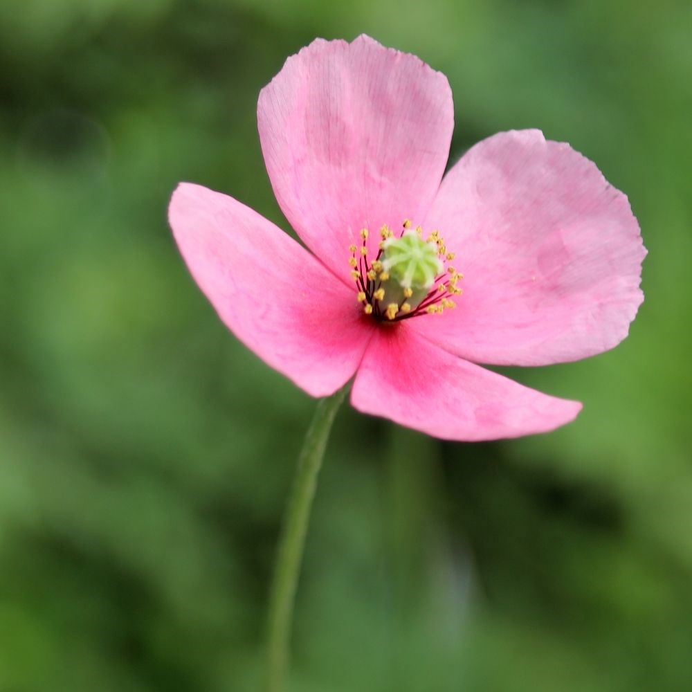 <i>Papaver dubium</i> subsp. <i>lecoqii</i> 'Albiflorum'