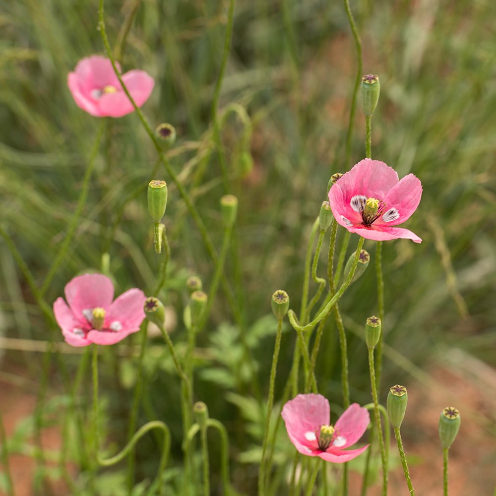 <i>Papaver dubium</i> subsp. <i>lecoqii</i> 'Albiflorum'