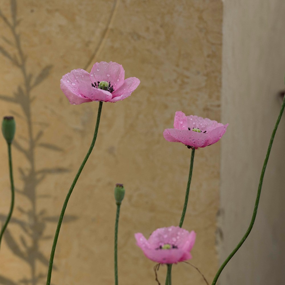 <i>Papaver dubium</i> subsp. <i>lecoqii</i> 'Albiflorum'