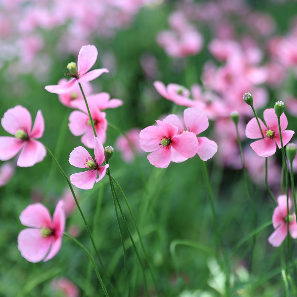 <i>Papaver dubium</i> subsp. <i>lecoqii</i> 'Albiflorum'
