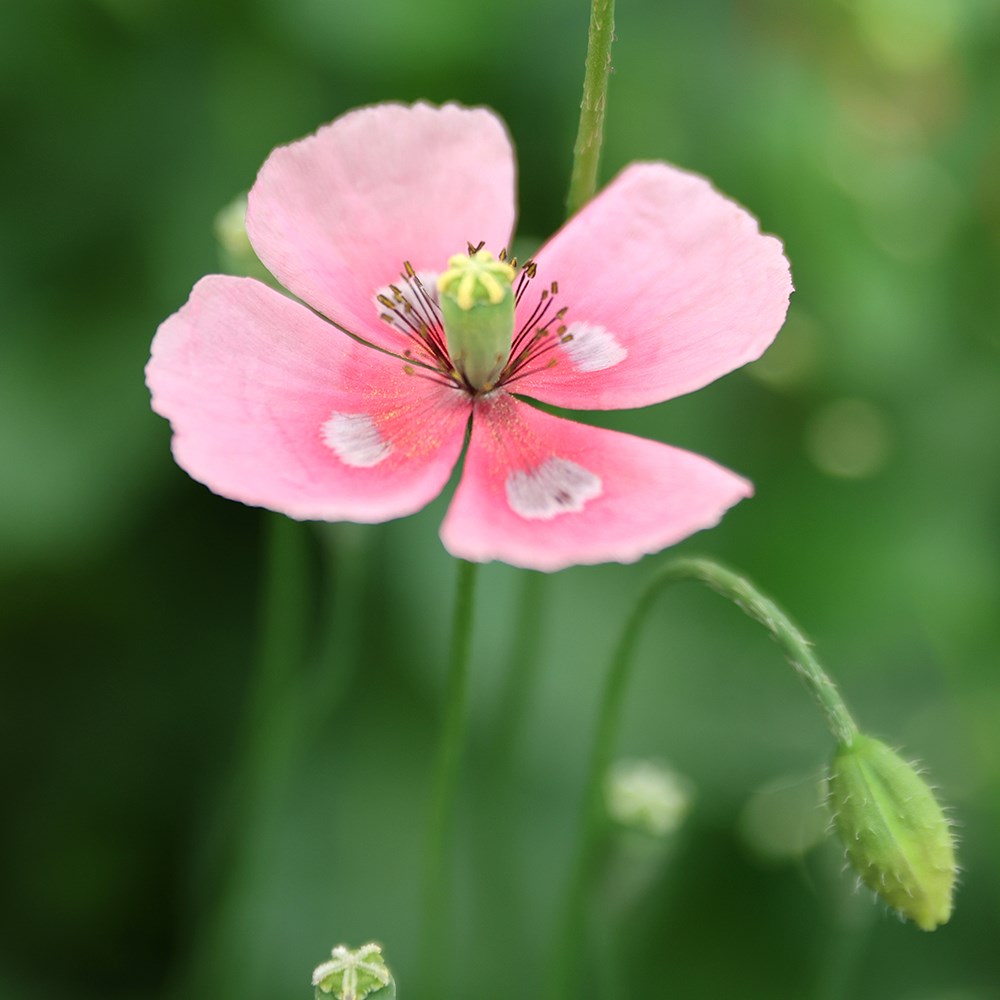 <i>Papaver dubium</i> subsp. <i>lecoqii</i> 'Albiflorum'
