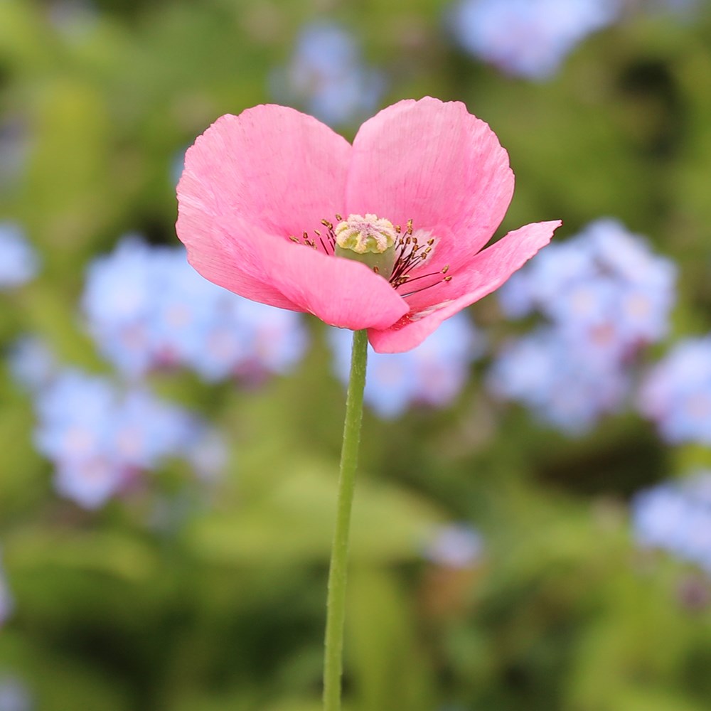 <i>Papaver dubium</i> subsp. <i>lecoqii</i> 'Albiflorum'