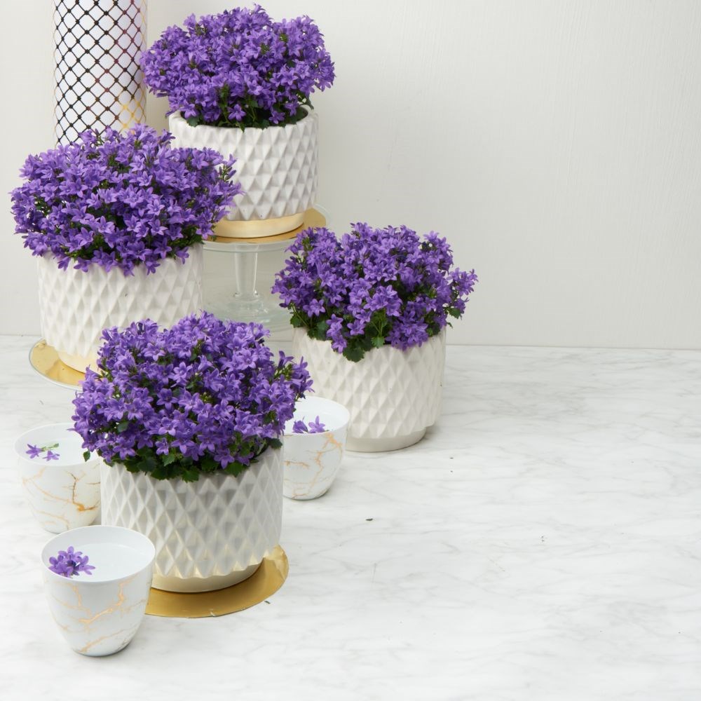 <i>Campanula portenschlagiana</i> <b class=small-caps>Ambella Intens Purple</b> ('Ptdb141301') (PBR)