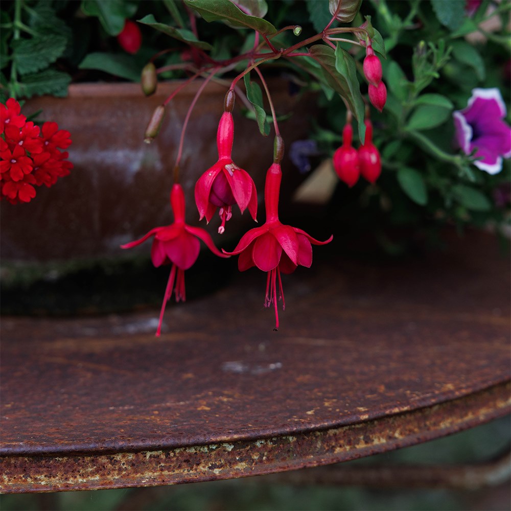 Lipstick - Easyplanter for hanging baskets & patio pots