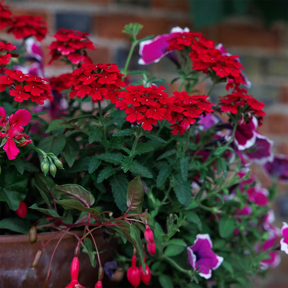 Lipstick - Easyplanter for hanging baskets & patio pots