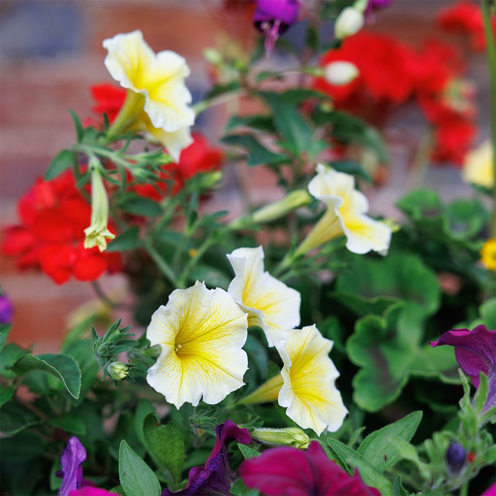 Bollywood - Easyplanter for hanging baskets & patio pots