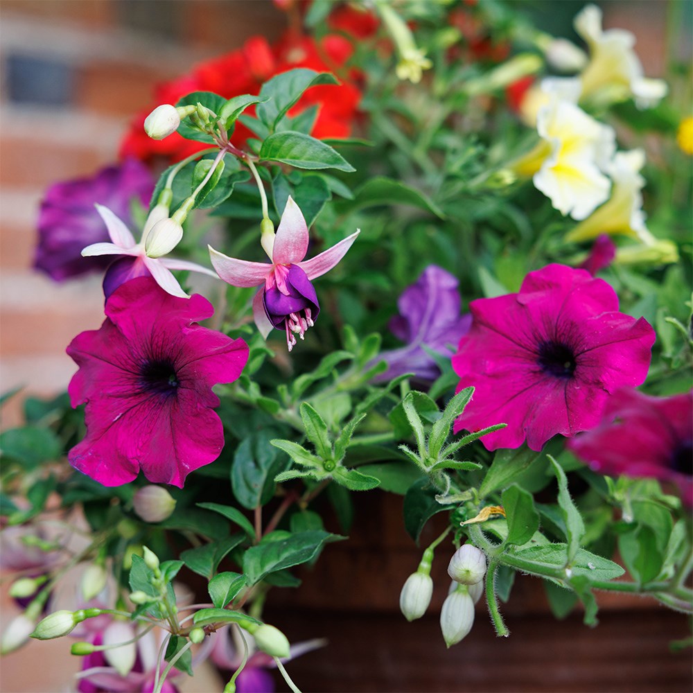 Bollywood - Easyplanter for hanging baskets & patio pots