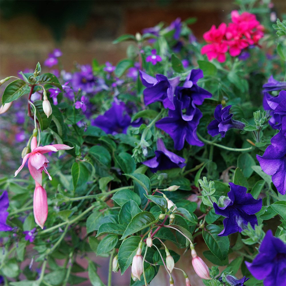 Sophistication - Easyplanter for hanging baskets & patio pots