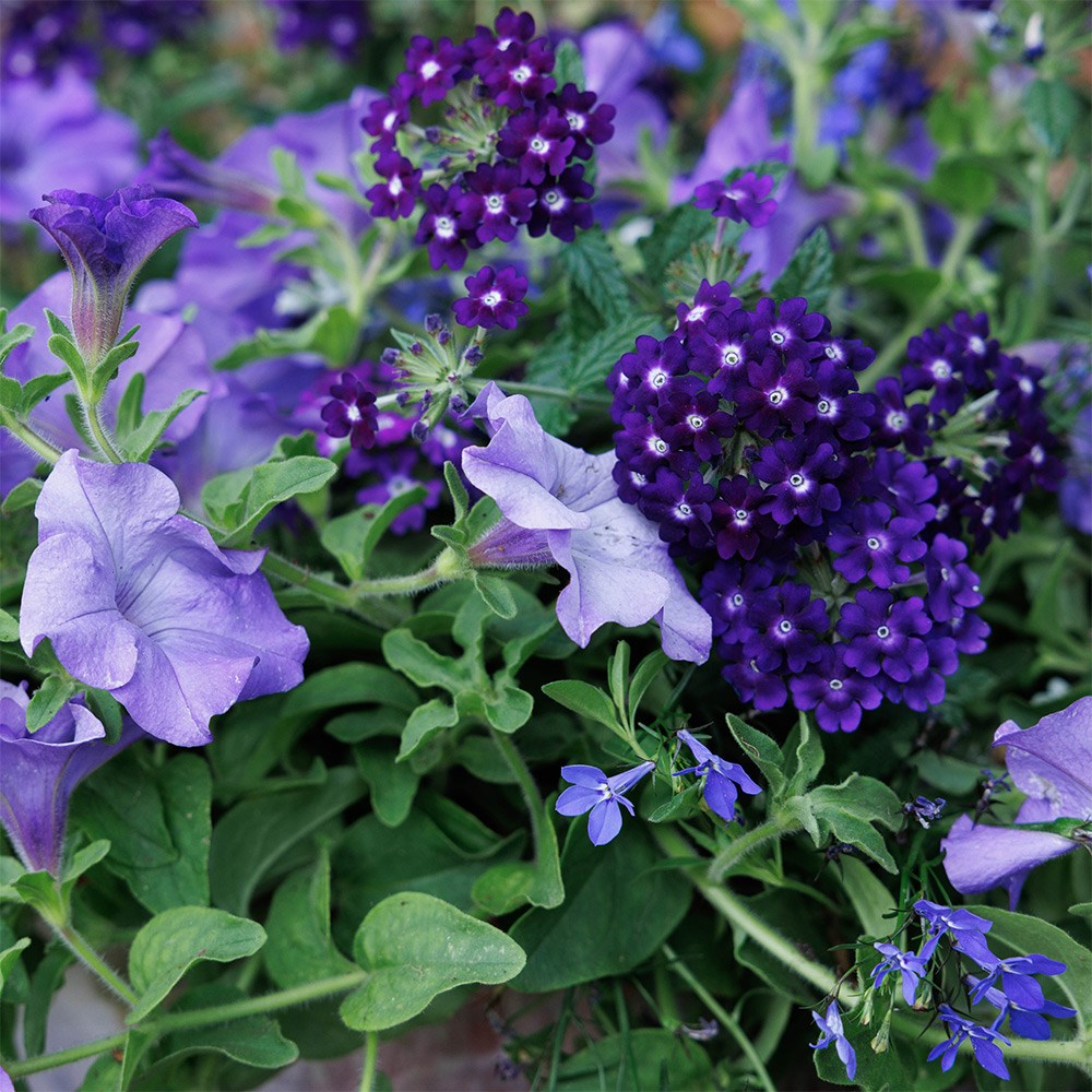 Sea blues - Easyplanter for hanging baskets & patio pots