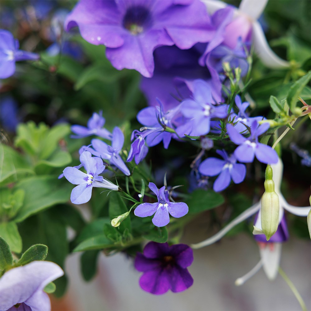 Sea blues - Easyplanter for hanging baskets & patio pots