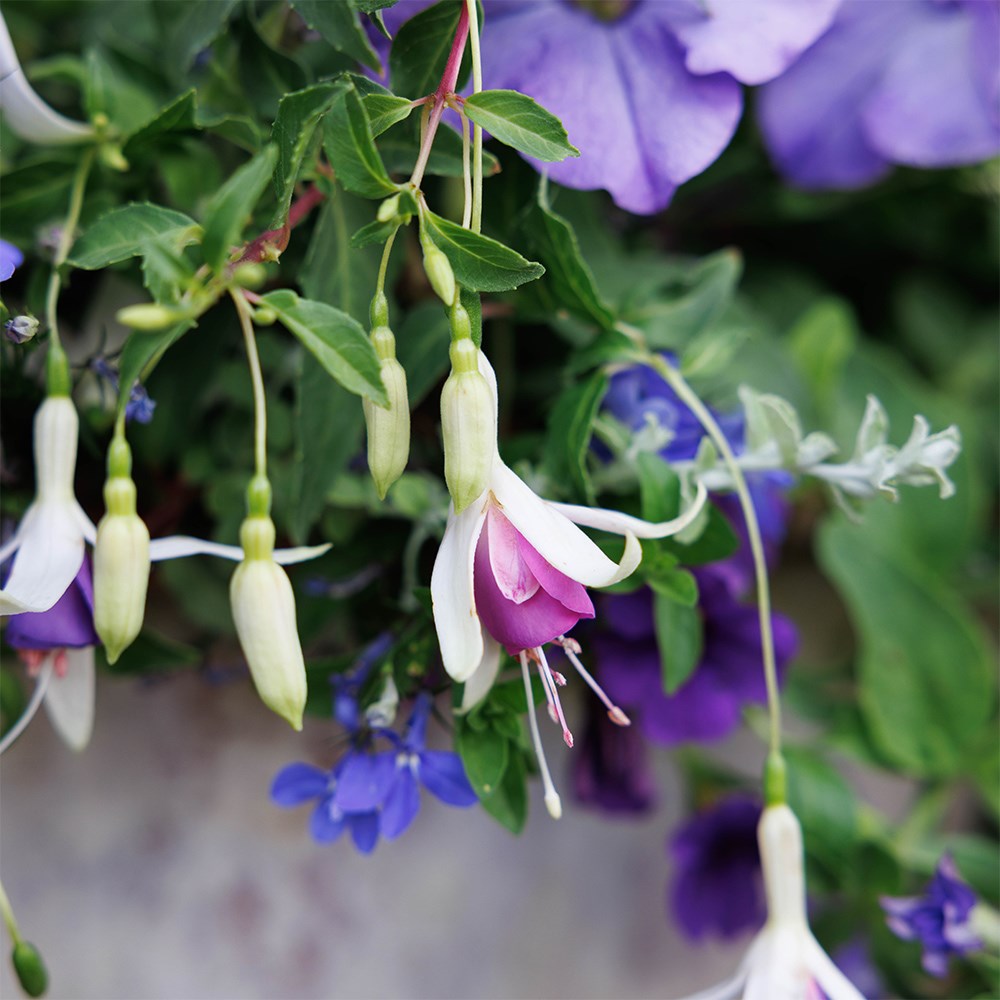 Sea blues - Easyplanter for hanging baskets & patio pots