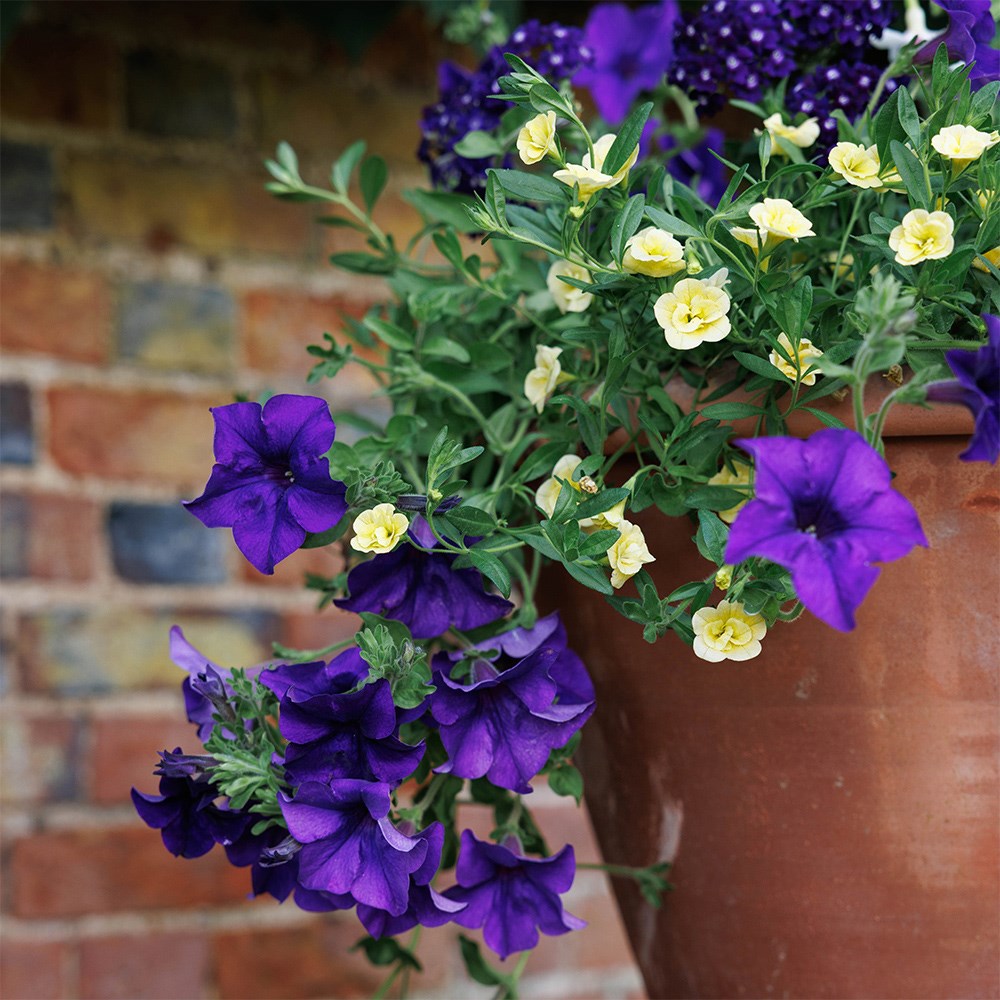 Nautical chic - Easyplanter for hanging baskets & patio pots