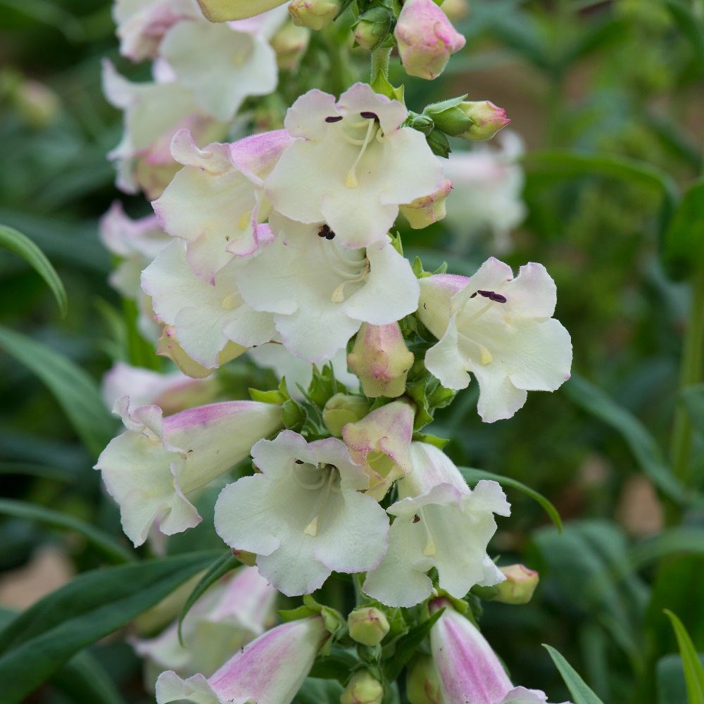 <i>Penstemon</i> 'Arabesque Appleblossom'