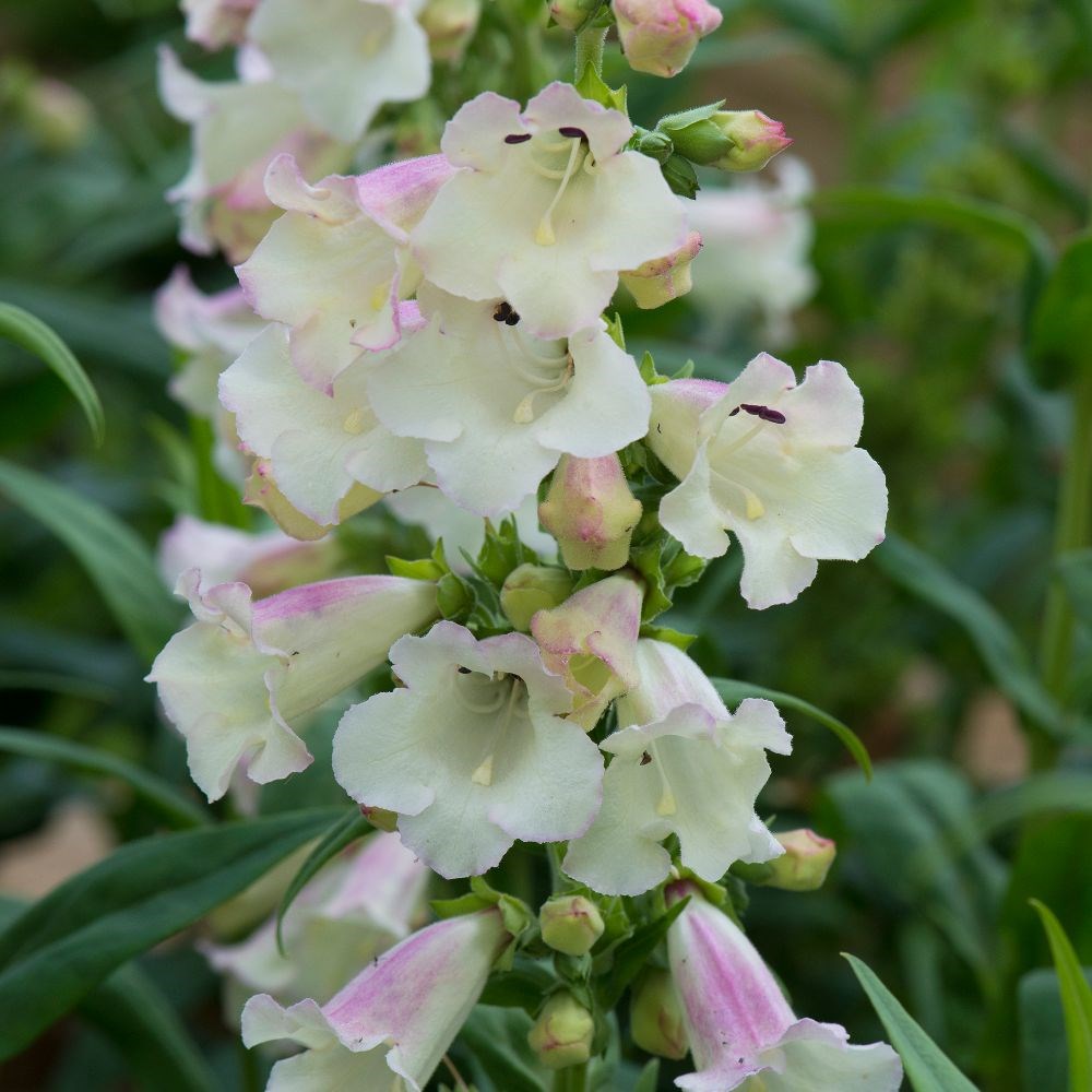 <i>Penstemon</i> 'Arabesque Appleblossom'