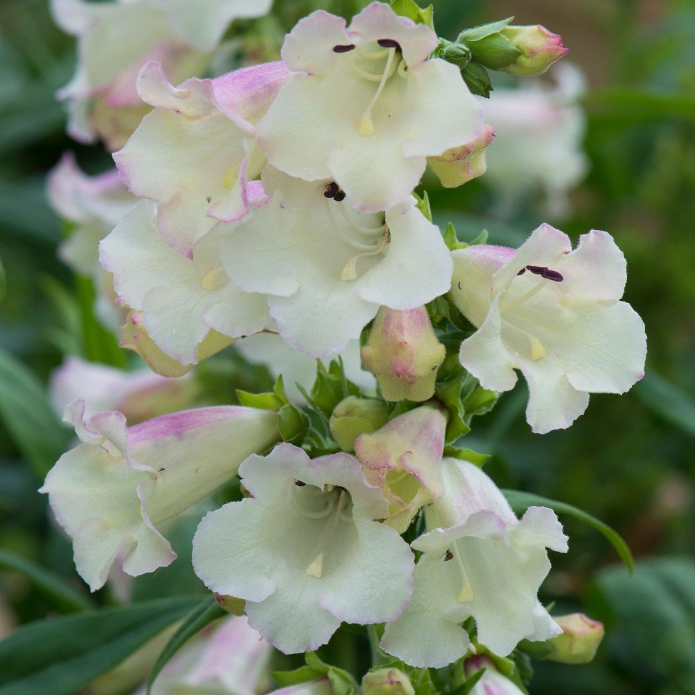 <i>Penstemon</i> 'Arabesque Appleblossom'
