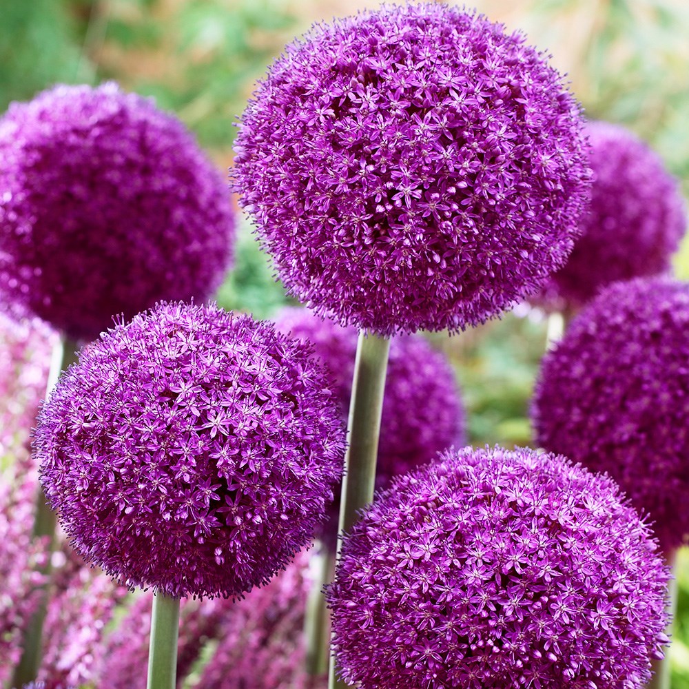 <i>Allium</i> 'Ambassador'