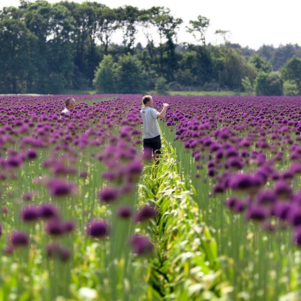 <i>Allium</i> 'Ambassador'