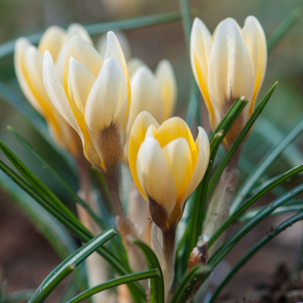 <i>Crocus</i> 'Romance'