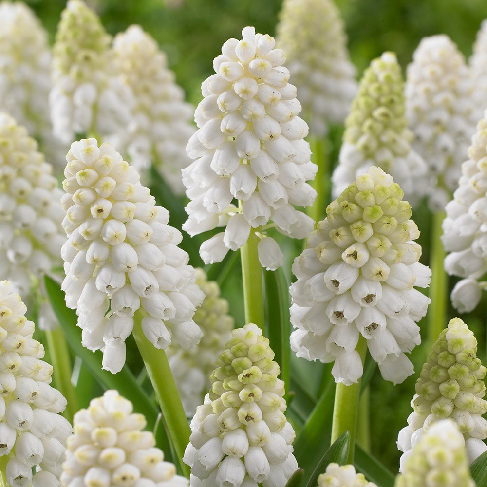 <i>Muscari aucheri</i> 'White Magic'