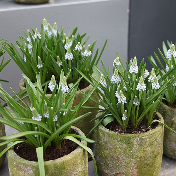 <i>Muscari aucheri</i> 'Ocean Magic'