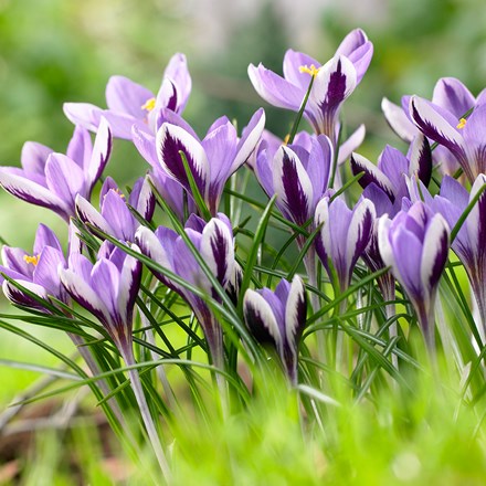 Crocus minimus Spring Beauty