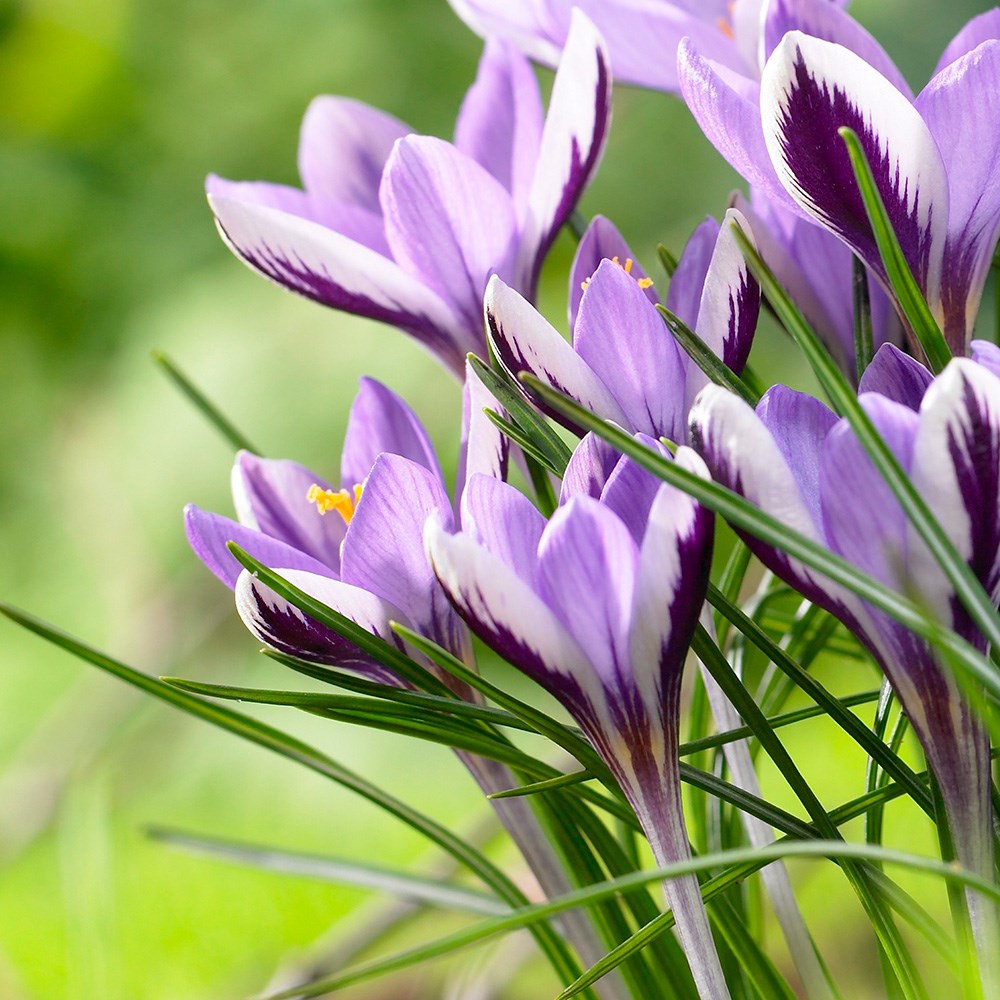 <i>Crocus minimus</i> 'Spring Beauty'
