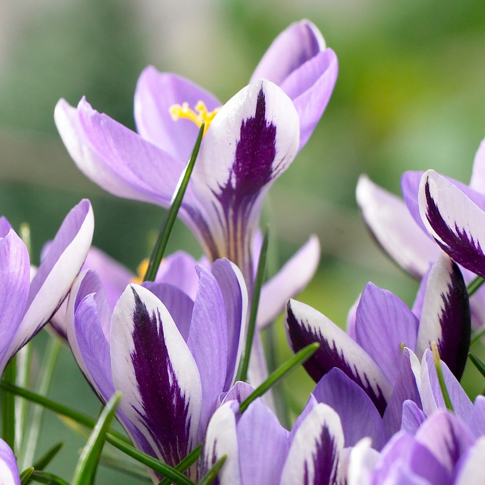 <i>Crocus minimus</i> 'Spring Beauty'