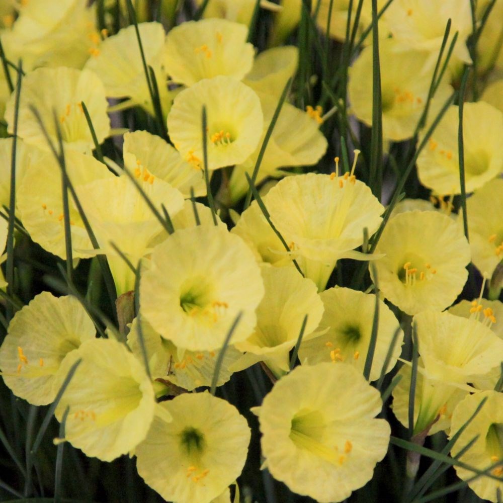 <i>Narcissus romieuxii</i> 'Julia Jane'
