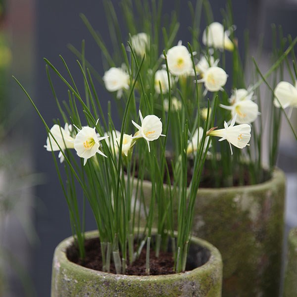 <i>Narcissus cantabricus</i> 
