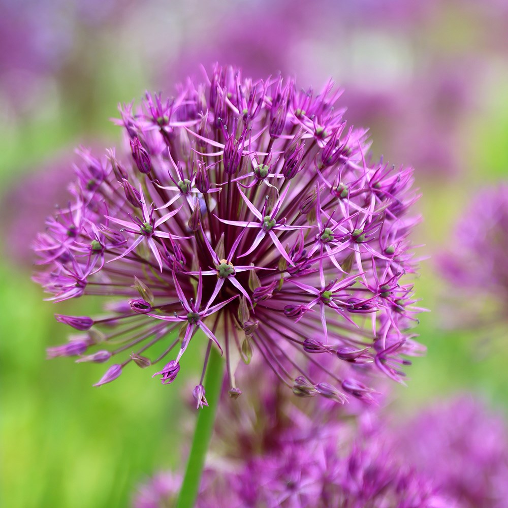<i>Allium</i> 'Purple Rain'