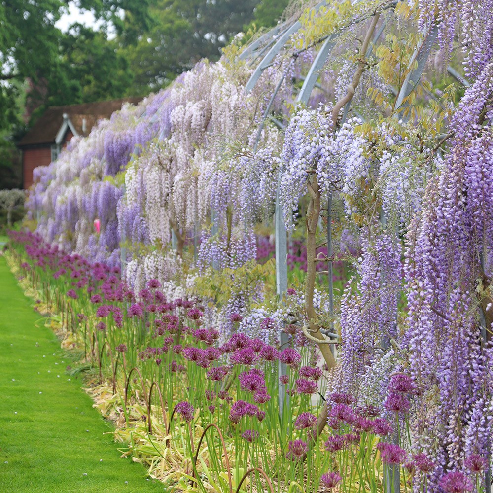 <i>Allium</i> 'Purple Rain'