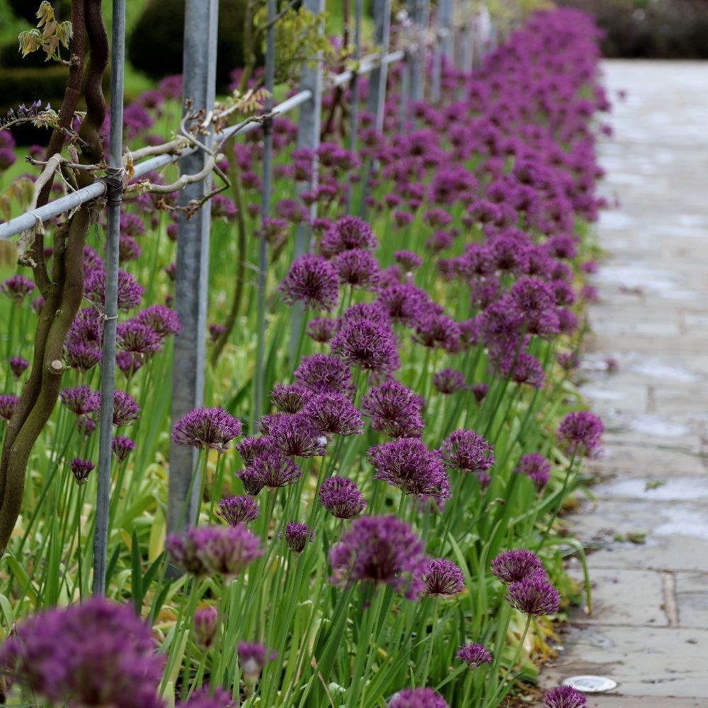 <i>Allium</i> 'Purple Rain'