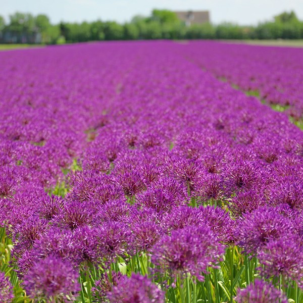 <i>Allium</i> 'Purple Rain'